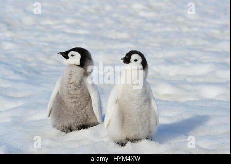 Kaiserpinguin-Küken in der Antarktis Stockfoto