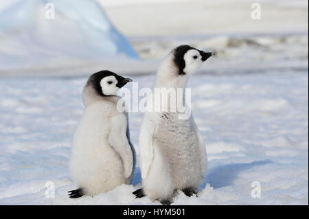Kaiserpinguin-Küken in der Antarktis Stockfoto