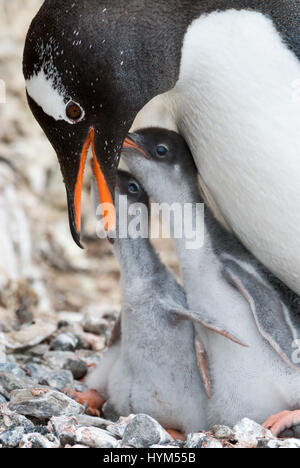 Erwachsenen Gentoo PenguiN mit Küken. Stockfoto