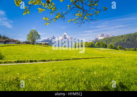 Idyllische Landschaft in den Alpen mit frischen grünen Wiesen und blühenden Blumen und schneebedeckten Bergspitzen im Hintergrund, Nationalpark Berchtesgaden Stockfoto