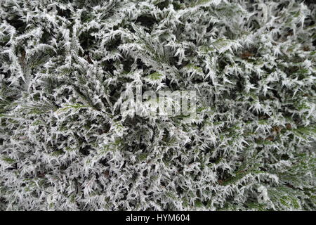 Hedera Helix in ein Winterwunderland gefrostet Stockfoto