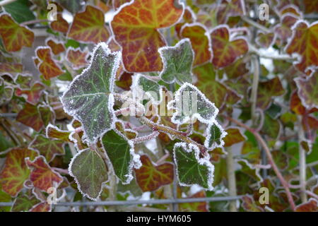 Hedera Helix in ein Winterwunderland gefrostet Stockfoto