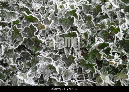 Hedera Helix in ein Winterwunderland gefrostet Stockfoto