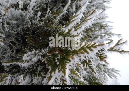 gefrorene Koniferen Thuja in einem Wintergarten Stockfoto