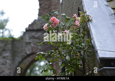 Die alte Brederode Ruine in den Niederlanden Stockfoto