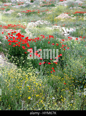 Mohn und Wildblumen in der Nähe von Alcala La Real, Spanien. Papaver Rhoeas. In Spanien. Frühling. Stockfoto