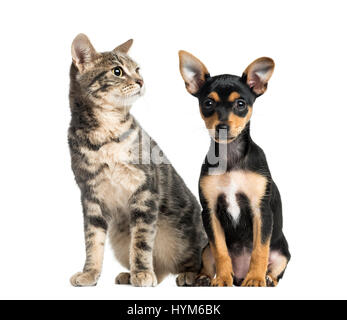 Deutsche Pinscher Welpen, 2 Monate alt und eine Katze, isoliert auf weiss Stockfoto