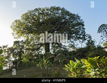 Großen Ceiba Baum am See Arenal, Costa Rica Stockfoto