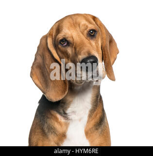 Nahaufnahme der ein Basset Hound, isoliert auf weiss Stockfoto