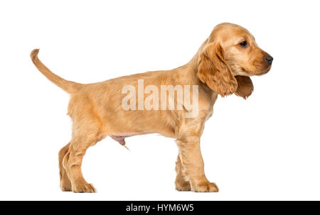 Welpen English Cocker Spaniel stehend, 9 Wochen alt, isoliert auf weiss Stockfoto