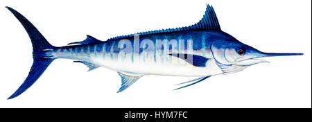 Atlantic Blue Marlin (Makaira Nigricans), Zeichnung. Stockfoto