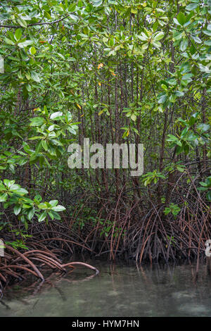 Eforest Mangrov bestehend aus Stelze verwurzelt Mangroven (Rhizophora Stylosa) auf der Insel Pef. .. Stockfoto