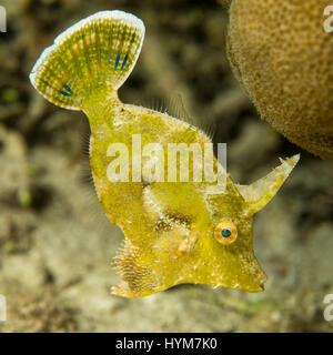 Borsten-Tail Datei-Fisch (Acreichthys Tomentosus) .feeding. Stockfoto