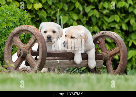 Labrador Retriever. Gelbe Welpen (8 Wochen alt) auf eine alte Achse eines Wagens in einem Garten spielen. Deutschland Stockfoto