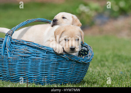 Labrador Retriever. Gelbe Welpen (8 Wochen alt) in einem blauen Korb in einen Garten. Deutschland Stockfoto