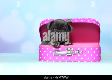 Französische Bulldogge. Welpen in einem rosa Koffer mit weißen Tupfen. Studio Bild vor einem blauen Hintergrund. Deutschland Stockfoto