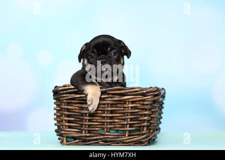 Französische Bulldogge. Welpen sitzen in einem Weidenkorb. Studio Bild vor einem blauen Hintergrund. Deutschland Stockfoto