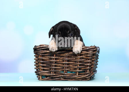 Französische Bulldogge. Welpen sitzen in einem Weidenkorb. Studio Bild vor einem blauen Hintergrund. Deutschland Stockfoto