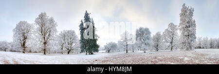 Panorama des Winterwaldes mit Bäumen bedeckt Schnee Stockfoto
