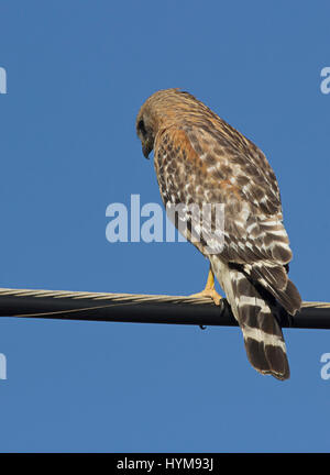 Red geschultert Hawk auf einem Draht Stockfoto