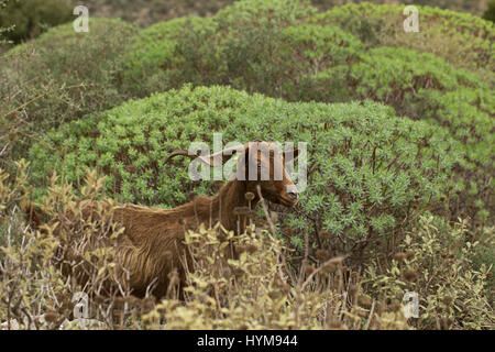 Hausziege unter Baum Spurge, Euphorbia dendroides Griechenland Stockfoto