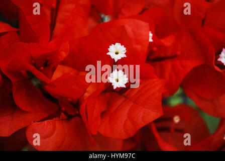 Eine rote Bougainvillea mit kleinen weißen Blüten blühen Stockfoto