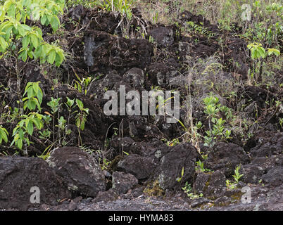 Pionierpflanzen auf einem Lavafeld in el arenal in Costa Rica Stockfoto