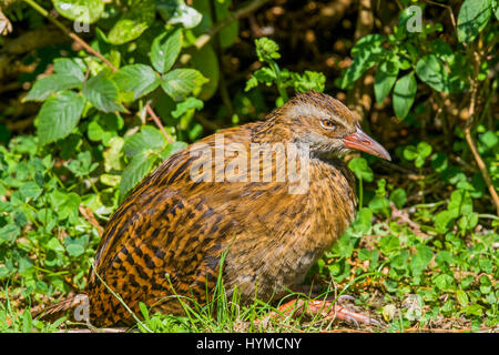 Die Weka (Gallirallus Australis) ist ein neugieriger Vogel. Endemisch in Neuseeland Stockfoto