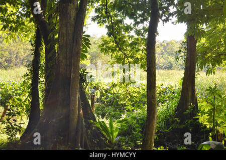 Tief im Dschungel des Rio Dulce und Lago Izabal, Guatemala. Zentralamerika Stockfoto