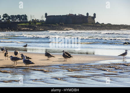 Möwen am Strand von Nevogilde Bezirk Strand in der Stadt Porto, Portugal. Festung von Sao Francisco Queijo (so genannte Burg von Käse) auf Hintergrund Stockfoto