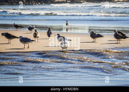 Herde von Möwen auf einem Strand von Nevogilde Bezirk in der Stadt Porto, Portugal Stockfoto