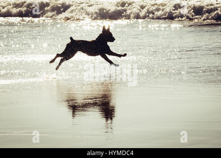 Stick Abrufen von Hund am Strand von Nevogilde Zivilgemeinde in Porto, zweite größte Stadt in Portugal Stockfoto