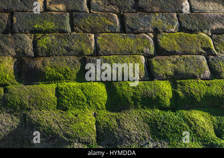 Moos auf der Steinmauer in der Nähe von Fort Sao Francisco Queijo (allgemein bekannt als Burg von Käse) in Nevogilde Zivilgemeinde von Porto, Portugal Stockfoto