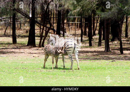 Ebenen Zebras aus Taronga Western Plains Zoo in Dubbo. Stockfoto