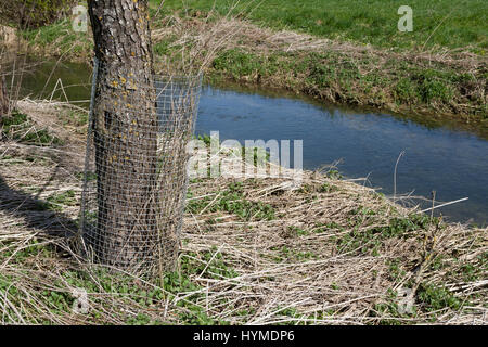 Europäischer Biber, Fraßschutz Durch Drahtgeflecht ein Einem Baumstamm, Biber-Sporn, Biberspur, Altwelt-Biber, Castor Fiber, Eurasische Biber, Europäische b Stockfoto