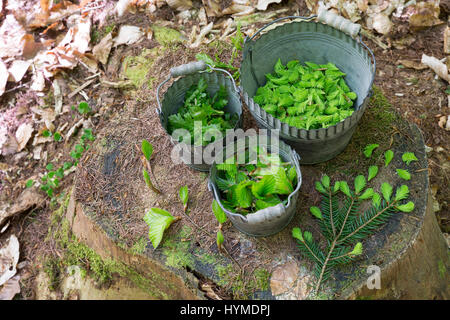 Fichte, Buche Und Eiche, Fichtennadeln, Fichtensprosse, Fichtensprossen, Eichenblätter, Buchenblätter Geerntet, Ernte, Sammeln, Ernten in Eimern. Buch Stockfoto