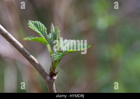 Wilde Himbeere, Junge, Zarte Blätter Vor der Blüte, Rubus Idaeus, Himbeere, Raspel-Beere Stockfoto