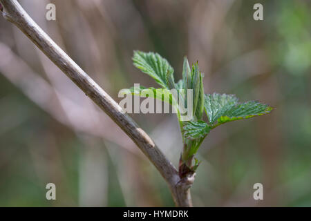 Wilde Himbeere, Junge, Zarte Blätter Vor der Blüte, Rubus Idaeus, Himbeere, Raspel-Beere Stockfoto
