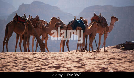 Jordanien: Zeile von Kamelen in der Wüste von Wadi Rum, Tal des Mondes, ein Tal in den Sandstein und Granit Felsen geschnitten und auf der Suche wie den Planet Mars Stockfoto