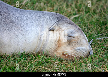 Nahaufnahme einer Neuseeland-Dichtung Stockfoto