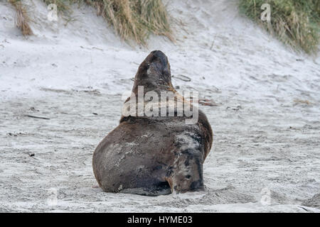 Große braune Seelöwen am Strand Stockfoto