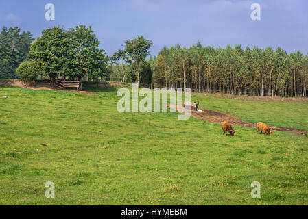 Schottische Hochlandrinder auf Weideland in Dziemiany Gemeinde, Kaschubei Region Westpommern in Polen Stockfoto