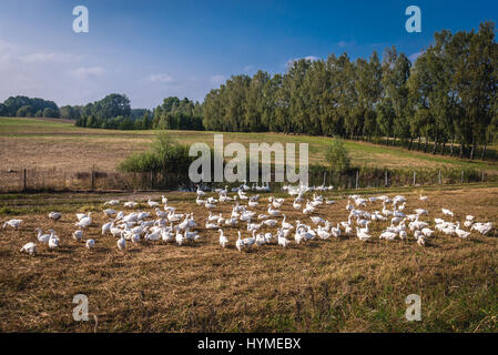 Herde von Hausgänsen auf einem Feld in Koscierzyna Gemeinde, Kaschubei Region Westpommern in Polen Stockfoto