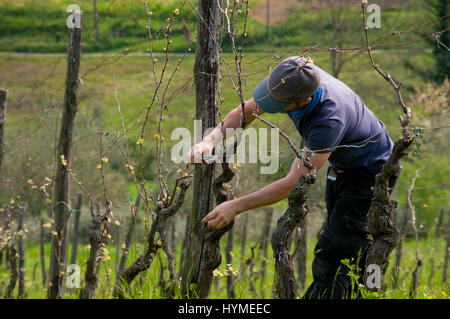 Weinblätter in Camaiore Stockfoto