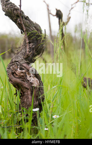 Weinblätter in Camaiore Stockfoto