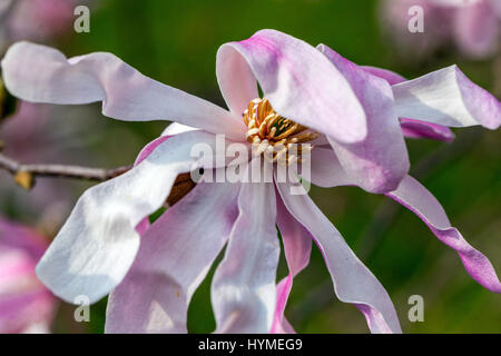 Magnolia Stellata 'Rosea' in voller Blüte Stockfoto