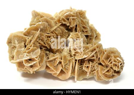 Desert Rose gefunden in Tunesien isoliert auf weißem Hintergrund Stockfoto