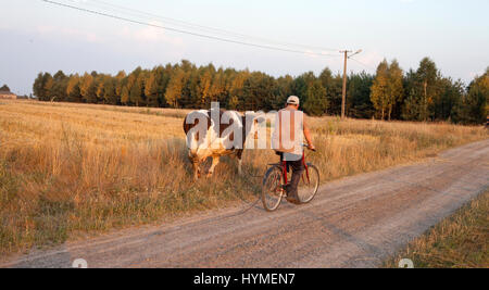 Polnische Bauern Alter von 38 Jahren auf seinem Fahrrad seine Kuh zurück in den Stall von einem Tag auf die Weide zu bringen. Zawady Zentralpolen Europa Stockfoto