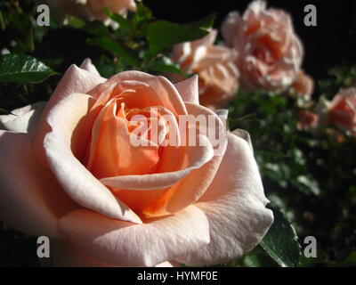 Rose 'Scent to Remember' blüht im Botanischen Garten - Nahaufnahme mit anderen verschwommen im Hintergrund gedreht. Stockfoto