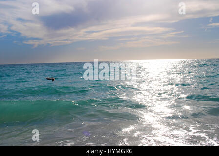 Pelikan fliegen über den Ozean vor Anna Maria Island In Florida Stockfoto